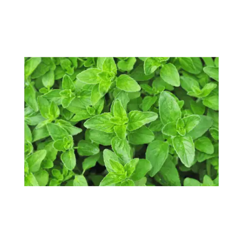 Wild mint in Power Bite oral care formula